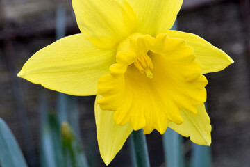 Daffodil Stigma 06