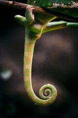 Furcifer pardalis - chameleon leopard curled tail detail.