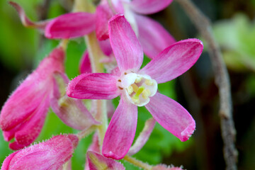 Currant Pink Flower 03