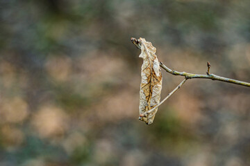 A last year's single brown fade curled leaf on a branch on blurred multicoloured natural background.