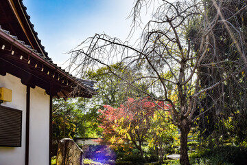 京都、宇治市萬福寺を訪ねて