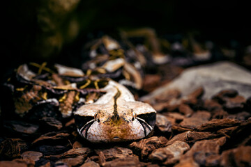 Bitis gabonica - Gabonese viper in detail on the head.