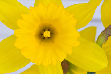Daffodil Mandala 02