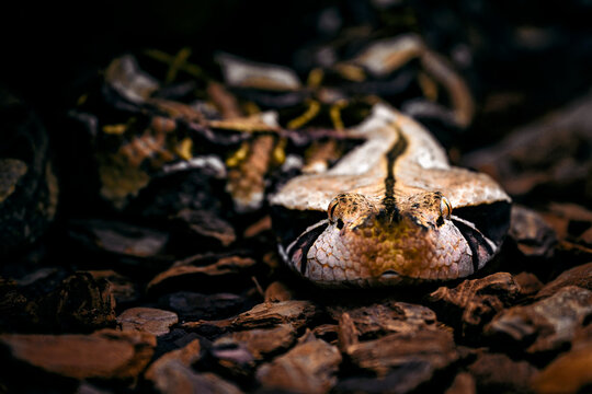 Bitis gabonica - Gabonese viper in detail on the head.