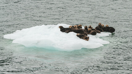 Sea Otters resting on blocks of Ice, seen on the way to the Columbia Glaciers, Alaska