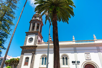 Obraz premium Palmera Canaria en las plazas de las islas. 