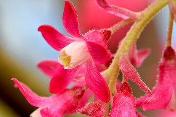 Pink Currant Blossom 01