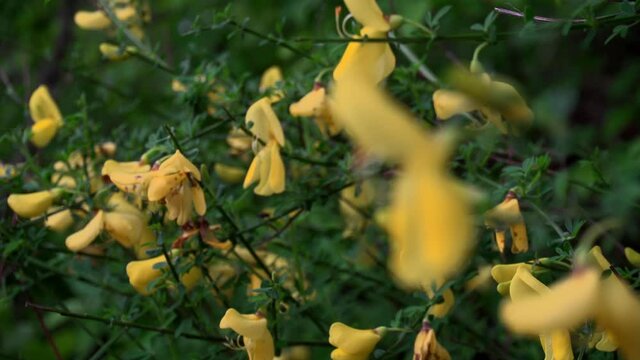 Die filigranen, gelben Bl&uuml;ten des Ginsters und Gei&szlig;klees &ndash; beide giftig &ndash; verzaubern allj&auml;hrlich im Fr&uuml;hjahr die Menschen, die sich nach warmen, lebensbejahenden und unbeschwerten Tagen sehnen.