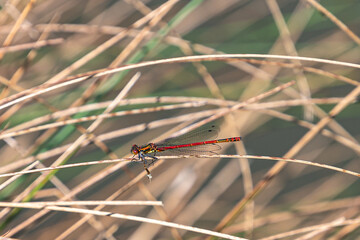 Large red damselfly on dry grass