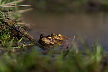 Common toad in amplexus in a pond.