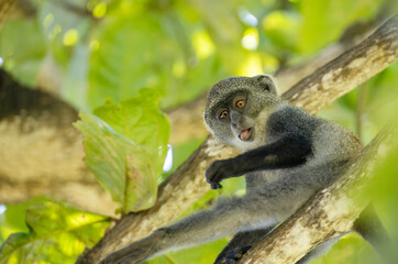 White-throated Monkey (cercopithecus albogularis) in a tree, Kenya, Africa
