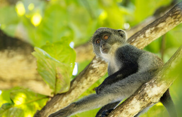 White-throated Monkey (cercopithecus albogularis) in a tree, Kenya, Africa