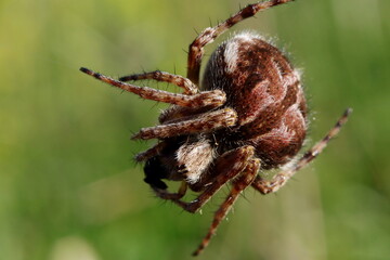 araignée épeire de velours