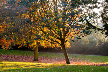 Autumn park trees with beams of sun shining through