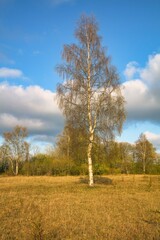 Silver Birch Trees with a  Blue Sky on a Sunny Day, County Durham, England, UK.