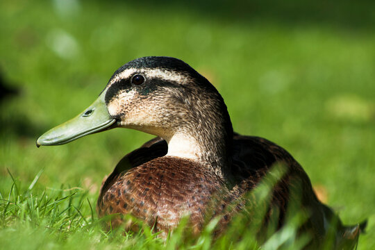 Profile picture of  mallard duck lying in the grass