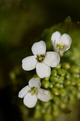 Fototapeta premium Wild small flower close up Diplotaxis erucoides family Brassicaceae botanical modern high quality big size print