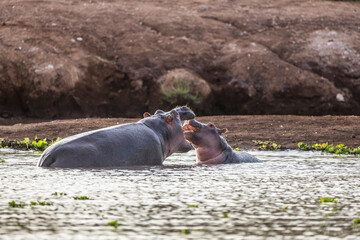 Hippo in Tsavo-West National Park, Kenya, Africa