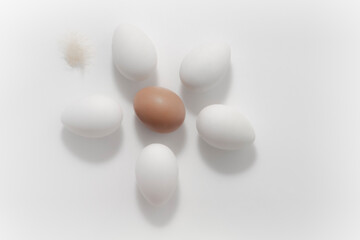 Six chicken eggs, five white and one brown in the shape of a flower. Easter Eggs Chicken Feather