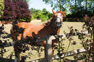 Funny smiling horse behind the fence
