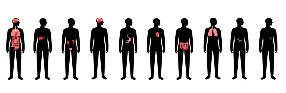 Human internal organs