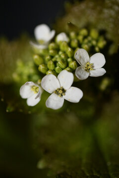 Wild small flower close up Diplotaxis erucoides family Brassicaceae botanical modern high quality big size print