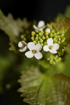 Wild small flower close up Diplotaxis erucoides family Brassicaceae botanical modern high quality big size print