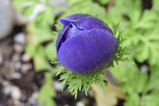 Purple Anemone Flower Bud 05