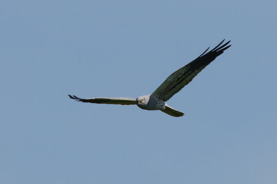 busard cendr&eacute; m&acirc;le en chasse