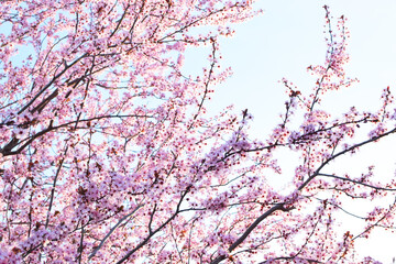 Beautiful blooming trees with pink sakura flowers in spring. Sakura blossom (sakura hanami).