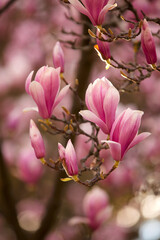 Obraz premium Blooming magnolia flowers with beautiful natural background