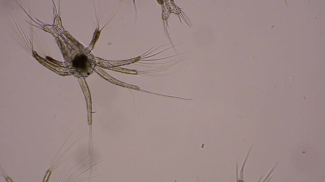 Nauplius larva of white shrimp swimming in sae water under microscope, Asia. Microscopic, Macro, Macrophotography, Biology, Laboratory.