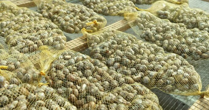 Tables filled with packaged bags of fresh snails for the market on a commercial snail farm in a close up full frame view