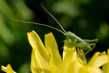 sauterelle verte immature sur fleur de bouton d'or