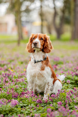 Healthy happy dog in flower meadow in spring season.
