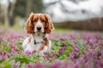 Healthy happy dog in flower meadow in spring season.
