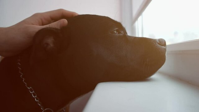 Portrait Of A Sad Dog Looking Out The Window. Hand Stroking