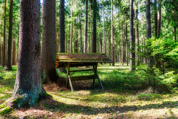 Moss covered Manger in National park Heidenreichstein, Northern Lower austria