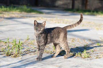 Obraz premium Colorful Cute Cat.