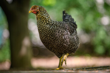 Pollastra grigio e nera libera nel cortile in primo piano