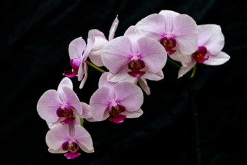 Obraz na płótnie Canvas Las orquídeas