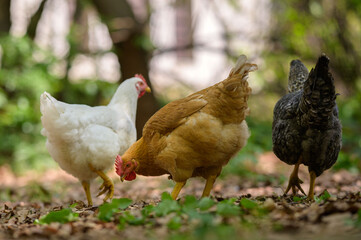 Insieme di tre galline colorate che razzolano in libertà in cerca di cibo