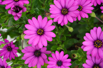 Fototapeta premium Background of lilac daisies. Botanical name: Osteospermum ecklonis