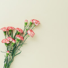 Carnations isolated on pastel background. Flat lay. Space for text