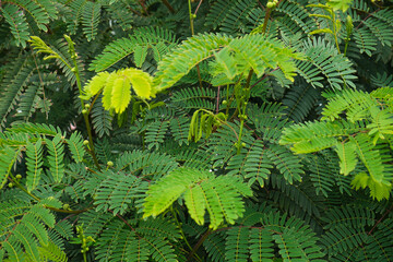 Natural background made of green plants.
