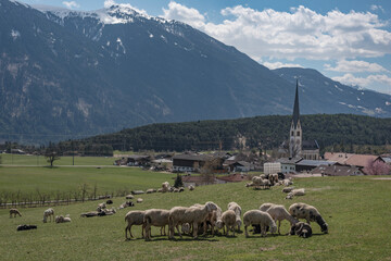 Fototapeta premium Schafherde auf der Wiese mit Dorf im Hintergrund