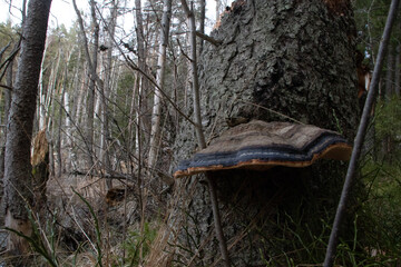 mushroom in the forest