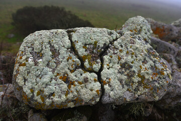 crack in rock with moss