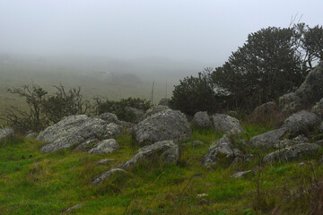 boulders in green grass on a foggy day in california