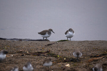 seabirds on beach along seawater marsh